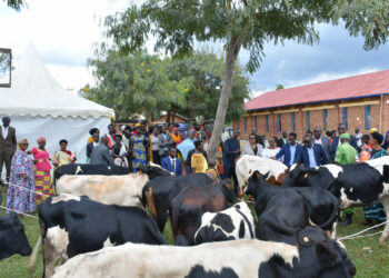 12,737 Cows distributed to poor families under the ‘Girinka’ Program since its launch in Ngoma district