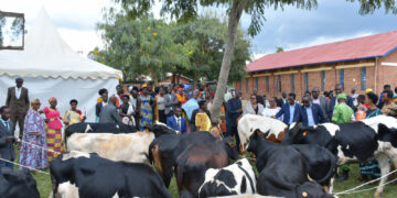 12,737 Cows distributed to poor families under the ‘Girinka’ Program since its launch in Ngoma district