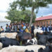 12,737 Cows distributed to poor families under the ‘Girinka’ Program since its launch in Ngoma district
