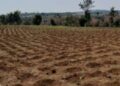 Gatsibo: Farmers are urged to plant early as rainfall may be scarce during the 2026A farming season