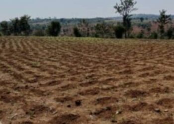 Gatsibo: Farmers are urged to plant early as rainfall may be scarce during the 2026A farming season