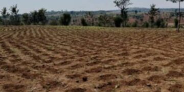 Gatsibo: Farmers are urged to plant early as rainfall may be scarce during the 2026A farming season