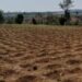 Gatsibo: Farmers are urged to plant early as rainfall may be scarce during the 2026A farming season