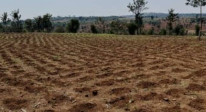Gatsibo: Farmers are urged to plant early as rainfall may be scarce during the 2026A farming season