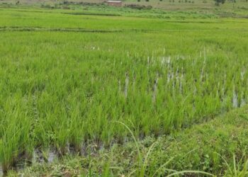 Gatsibo: New dam to solve long-standing water shortages, boost rice production in Rwangingo Marshland