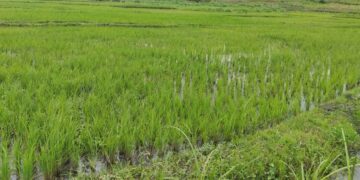 Gatsibo: New dam to solve long-standing water shortages, boost rice production in Rwangingo Marshland