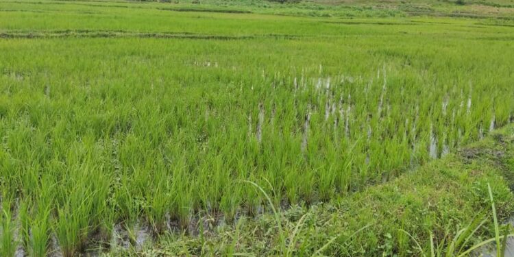 Gatsibo: New dam to solve long-standing water shortages, boost rice production in Rwangingo Marshland