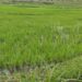 Gatsibo: New dam to solve long-standing water shortages, boost rice production in Rwangingo Marshland