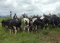 RAB lifts the ban on livestock trade and movement in Rubavu