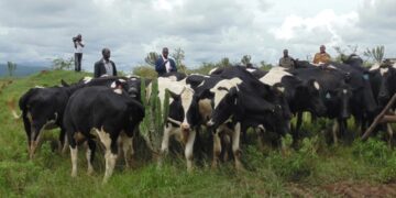 RAB lifts the ban on livestock trade and movement in Rubavu