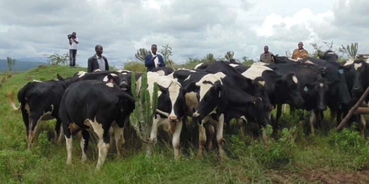 RAB lifts the ban on livestock trade and movement in Rubavu