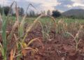 Eastern Province: Government to invest over 300 billion RWF to combat drought