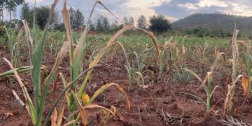 Eastern Province: Government to invest over 300 billion RWF to combat drought