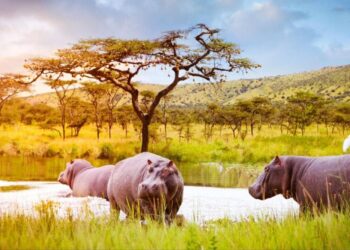 Former poachers in Akagera National Park established the ‘TUZIHE KUBAHO’ Cooperative