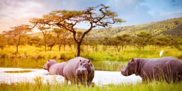 Former poachers in Akagera National Park established the ‘TUZIHE KUBAHO’ Cooperative