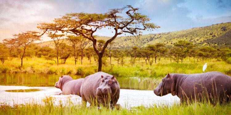 Former poachers in Akagera National Park established the ‘TUZIHE KUBAHO’ Cooperative