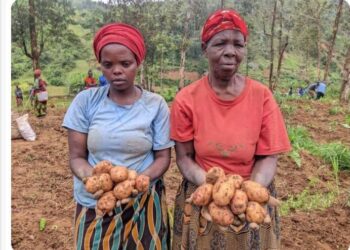 Karongi district launches local Irish potato seed multiplication to boost yields and farmer incomes