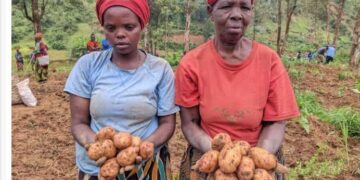 Karongi district launches local Irish potato seed multiplication to boost yields and farmer incomes