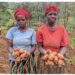 Karongi district launches local Irish potato seed multiplication to boost yields and farmer incomes