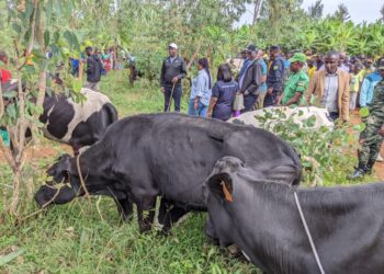 Ngoma: 150 residents have been given cows under the ‘Girinka Munyarwanda’ program.