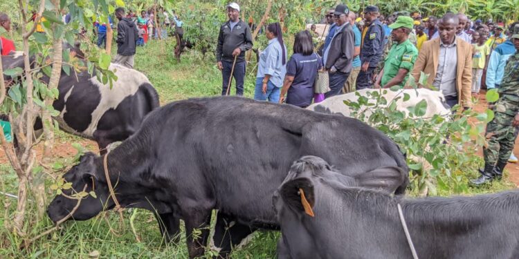 Ngoma: 150 residents have been given cows under the ‘Girinka Munyarwanda’ program.