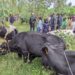 Ngoma: 150 residents have been given cows under the ‘Girinka Munyarwanda’ program.