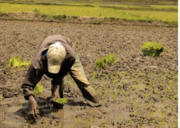 RBC Urges Residents of Rugarama Marshland to Prevent Bilharzia Disease