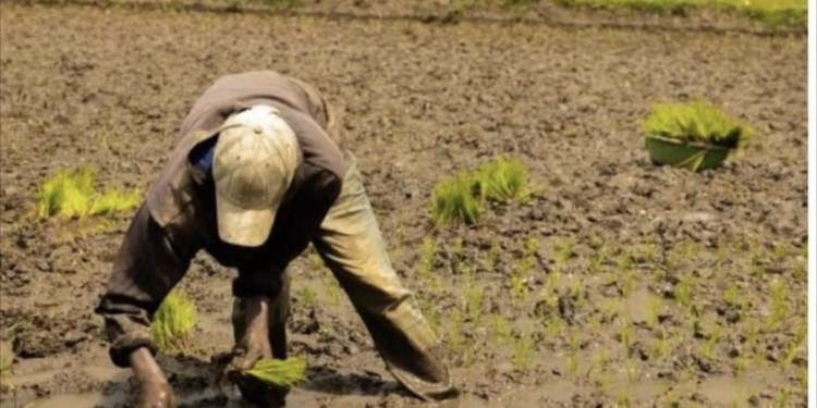 RBC Urges Residents of Rugarama Marshland to Prevent Bilharzia Disease