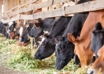 Rwanda Senate to Conduct Nationwide Visits to Assess Livestock Development