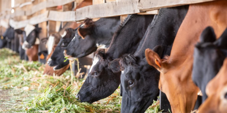 Rwanda Senate to Conduct Nationwide Visits to Assess Livestock Development