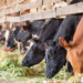 Rwanda Senate to Conduct Nationwide Visits to Assess Livestock Development