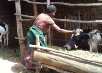 Karongi: 12,000 Households Benefit from Girinka Program