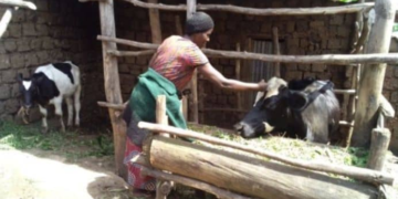 Karongi: 12,000 Households Benefit from Girinka Program