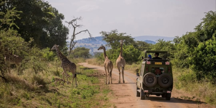 Akagera National Park Revenue 2025 Reaches $5.06 Million