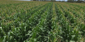 FOBASI expected to raise agricultural production by 6% annually.