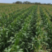 FOBASI expected to raise agricultural production by 6% annually.
