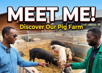 Meet Me: How RUZAGIZA Turned 10 Pigs into Nearly 1,000
