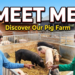 Meet Me: How RUZAGIZA Turned 10 Pigs into Nearly 1,000
