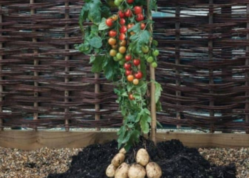 Did You Know You Can Harvest Tomatoes and Potatoes from the Same Plant?