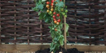 Did You Know You Can Harvest Tomatoes and Potatoes from the Same Plant?