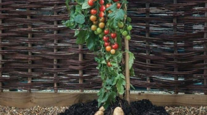 Did You Know You Can Harvest Tomatoes and Potatoes from the Same Plant?