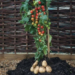 Did You Know You Can Harvest Tomatoes and Potatoes from the Same Plant?