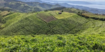 Karongi: Tea Farming Helps Bisesero Residents Rebuild and Heal from the Genocide