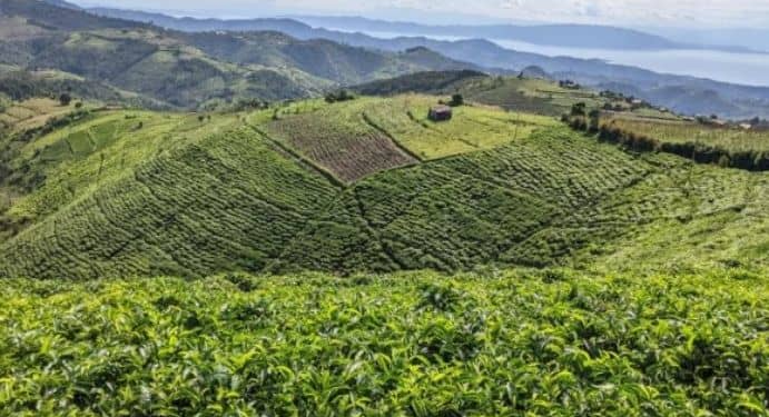 Karongi: Tea Farming Helps Bisesero Residents Rebuild and Heal from the Genocide