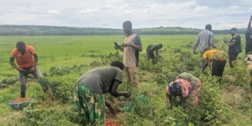 Bugesera: Chili Farmers Decry Losses