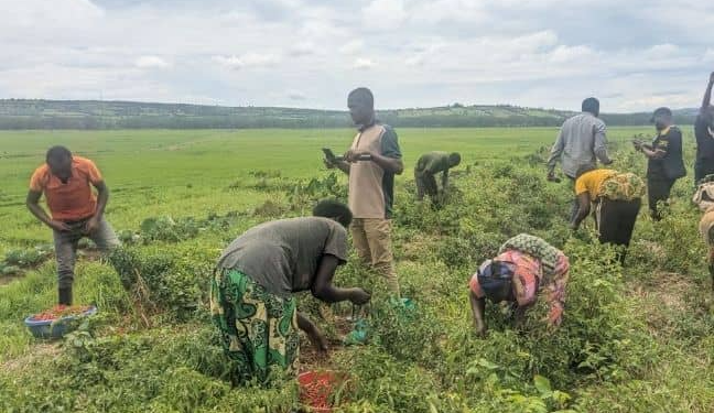 Bugesera: Chili Farmers Decry Losses