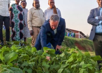 Nutritious School Meals in Rwanda PABRA Initiative