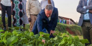 Nutritious School Meals in Rwanda PABRA Initiative
