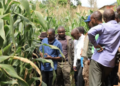Kirehe District Pushes FoBaSi Farmers Toward Record Maize Productivity of Over 10 Tons per Hectare