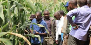 Kirehe District Pushes FoBaSi Farmers Toward Record Maize Productivity of Over 10 Tons per Hectare